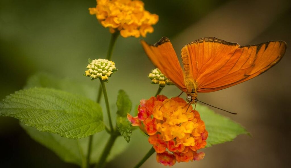 Cambridge Butterfly Conservatory