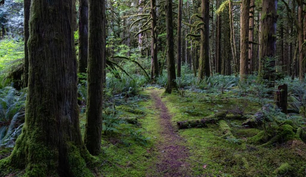 Golden Ears Provincial Park