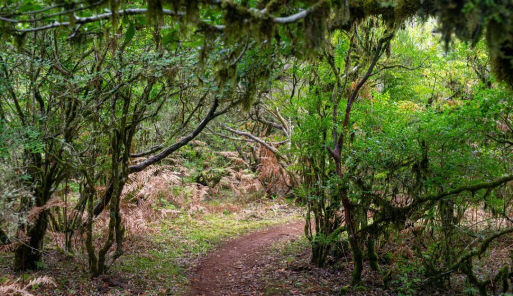 Jurassic Forest Gibbons