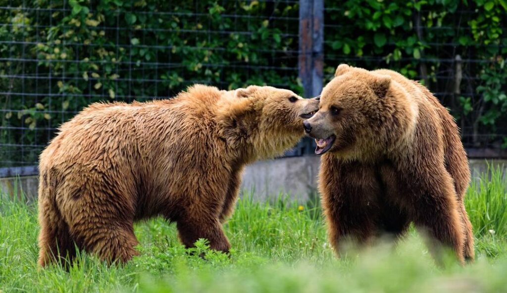 Kamloops Wildlife Park